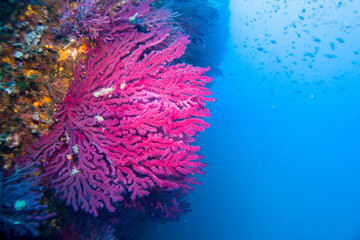 Paramuricea clavata red gorgonia of the mediterranean sea- Diving in the marine national park close to Portofino