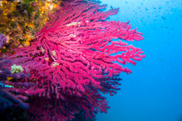 Paramuricea clavata red gorgonia of the mediterranean sea- Diving in the marine national park close to Portofino