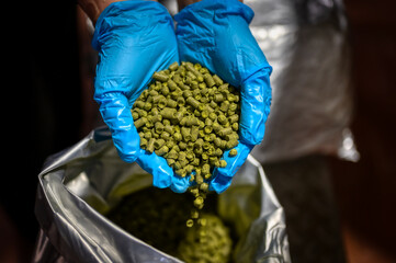 Pressed hop pellets in women's palms Hands are dressed in blue rubber gloves.