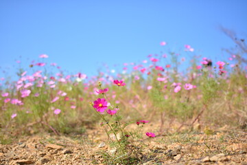 flowers in the field