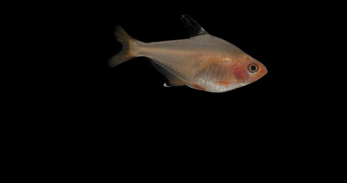 bright little fish with alpha channel