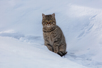 Portrait of a cat in the snow