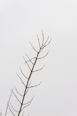 Vertical photo of winter leafless branch of a tree at grey white background. Vertical isolated tree branch at rainy day. Vertical black empty winter twig. Silhouette of the leafless twig. 