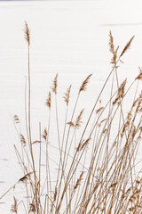 Vertical photo of winter dead dry brown reeds (Phragmites australis) at frozen snow covered lake...