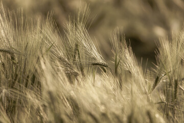 Fototapeta premium Green ears of wheat at sunset.