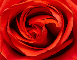 Red rose flowers as background.