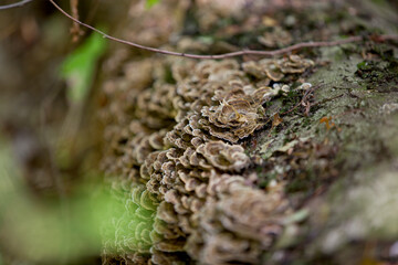 Mushrooms along a hiking train in an Ontario Provincial Park.