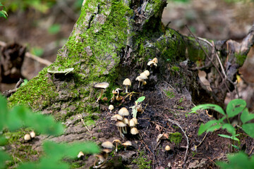 Mushrooms along a hiking train in an Ontario Provincial Park.