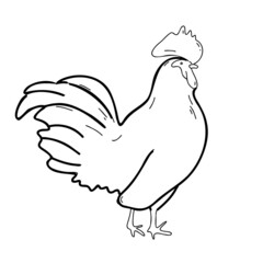 Funny cartoon cute rooster beautiful isolated on white background hand drawn or doodle. Vector illustration
