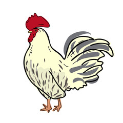 Rooster isolated on white background. Flat vector illustration