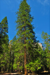Yosemite Nationalpark California USA
