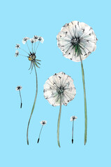Set of fluffy dandelions and seeds, hand-painted in watercolor and black pen, isolated on a blue background.