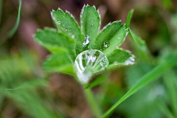 water drops on a leaf