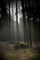 mystischer Wald