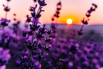 Naklejka na ściany i meble Lavender flower background with beautiful purple colors and bokeh lights. Blooming lavender in a field at sunset in Provence, France. Close up. Selective focus.
