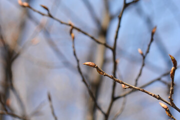 Pyramid hornbeam