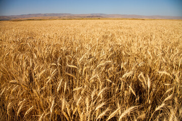 Golden color sunny spike field landscape background