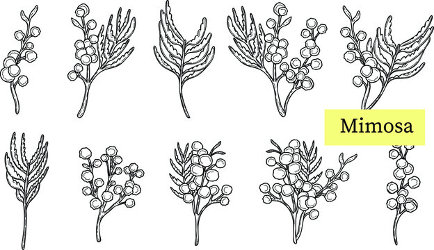 wattle or mimosa with bipinnate leaves and yellow racemosa inflorescence vector set, mimosa twig outline set, mimosa in doodle style
