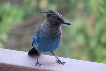 Diademhäher Cyanocitta stelleri Yosemite Nationalpark