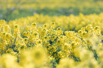 Obraz premium 菜の花