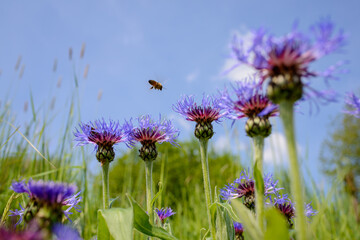Blühende Flockenblumen vor blauem Himmel mit fliegender Honigbiene, Insekt im Anflug auf blaue...