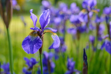 Blue iris Iris sibirica flowering, Iridaceae flowering, Iridaceae blooming, Blaue Iris Iridaceae Blühend