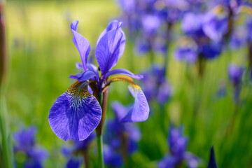 Blaue Iris Blühend