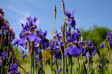 Blaue Iris Blühend © Jürgen Kottmann