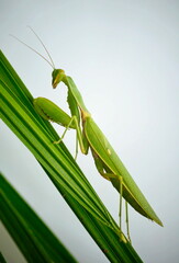 Large green praying mantis (7 cm)  on palm leaves.