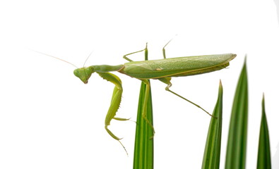 Large green praying mantis (7 cm)  on palm leaves.