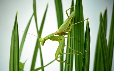 Large green praying mantis (7 cm)  on palm leaves.