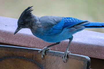 Diademhäher Cyanocitta stelleri