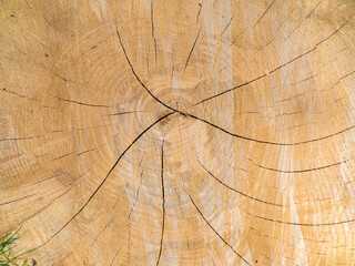 Fototapeta premium Wooden stump isolated texture background. Top view fresh yellow slice