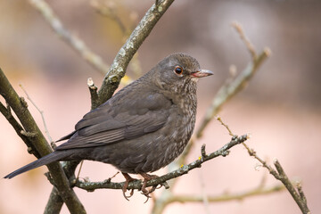 Beautiful Side Portrait of a Female Blackbird Perched on a Branch in Mid-Winter