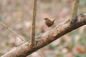 An Eurasian Wren Resting on a Branch in Mid-Winter