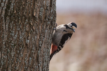 A Great Spotted Woodpecker Perched on a Tree in Search for Pests