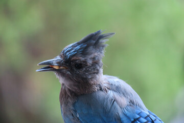 Diademhäher Cyanocitta stelleri