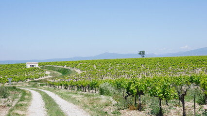 Fototapeta na wymiar Vines from Provence, France
