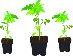 Tomato seedlings in a black plastic pot. Growing vegetables. Tomato plant icon, tomato transplant, black garden pot.