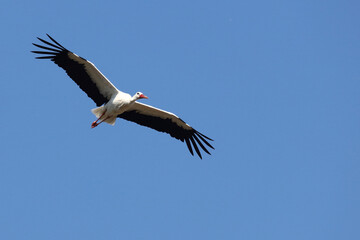 Weißstorch / White stork / Ciconia ciconia.