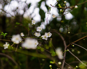 Beautiful flowers in a garden blooming 