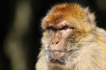 Berberaffe / Barbary macaque / Macaca sylvanus
