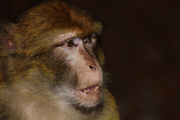 Obraz premium Berberaffe / Barbary macaque / Macaca sylvanus