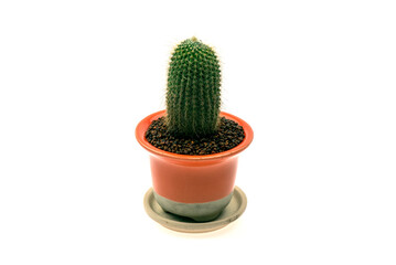  Cactus in a pot isolated on white the background.