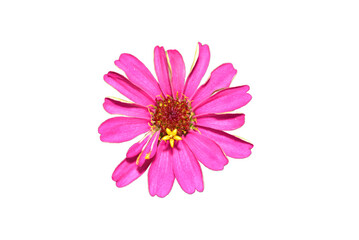 Zinnia flower purple pink isolate on the white background.