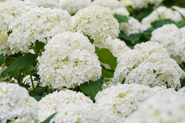 白いアジサイ