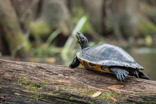 A red-bellied cooter rests on a tree with its head up. Sunny day. Green background. Selective focus