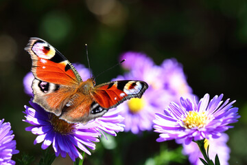 Fototapeta na wymiar Tagpfauenauge / European peacock butterfly / Vanessa io or Aglais io or Inachis io or Nymphalis io