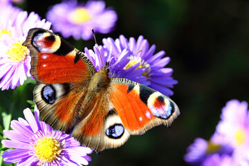 Tagpfauenauge / European peacock butterfly  / Vanessa io or Aglais io or Inachis io or Nymphalis io