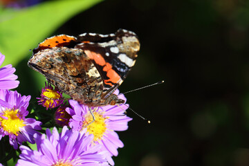 Admiral / Red admiral or Vanessa atalanta / Vanessa atalanta or Pyrameis atalanta